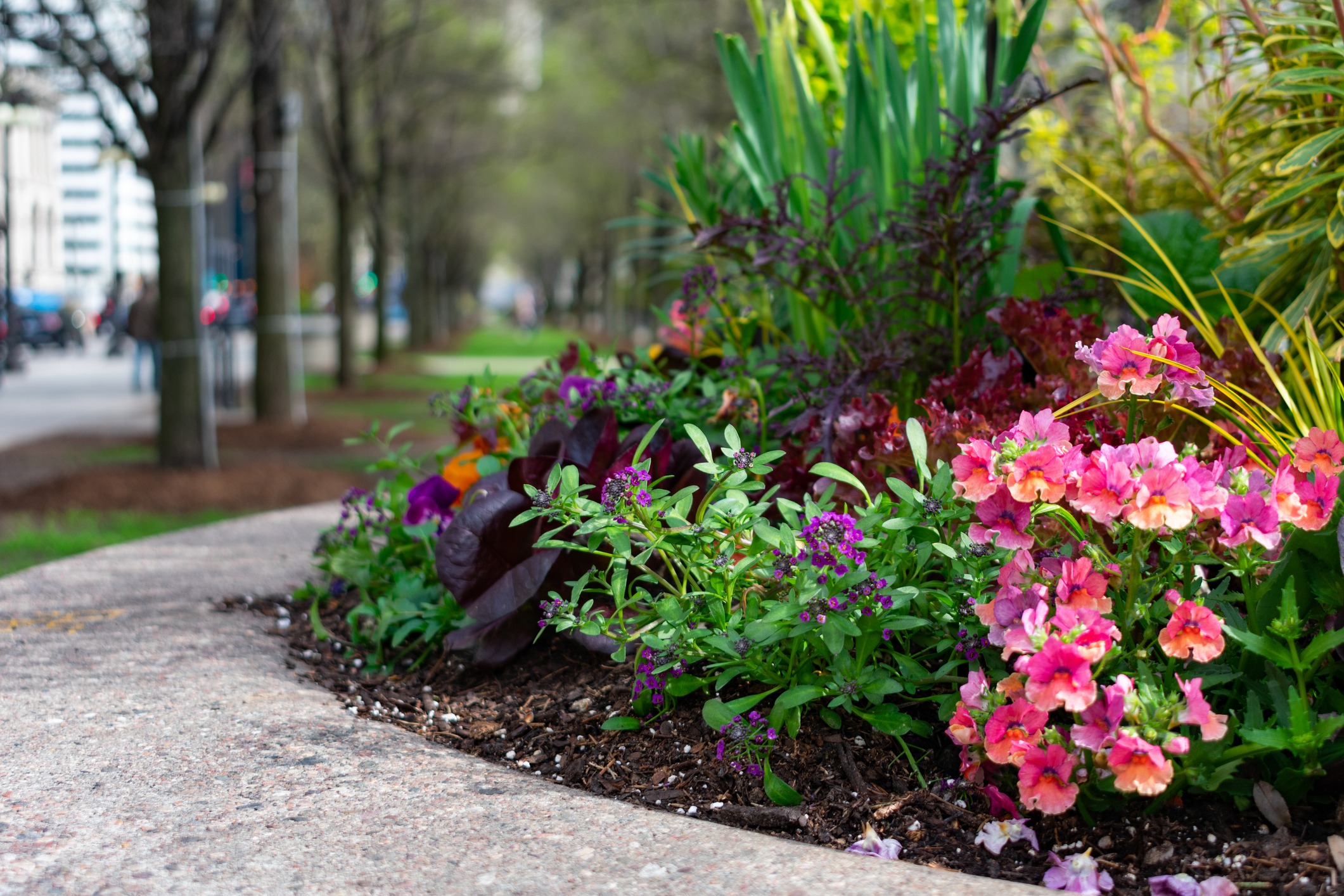 Colorful flower bed along city sidewalk