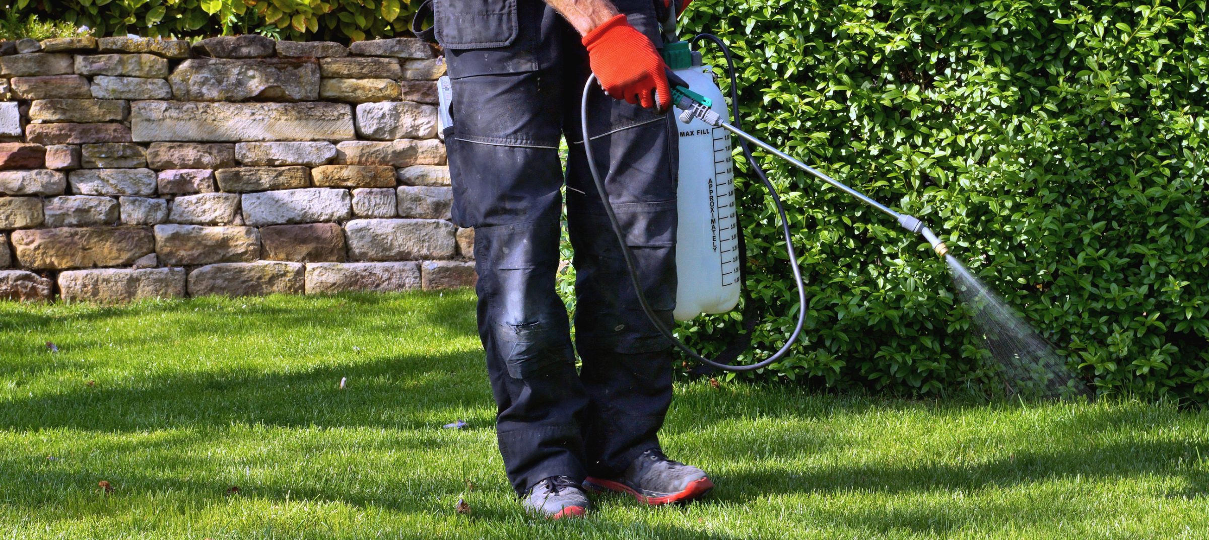 Gardener spraying hedge with handheld garden sprayer