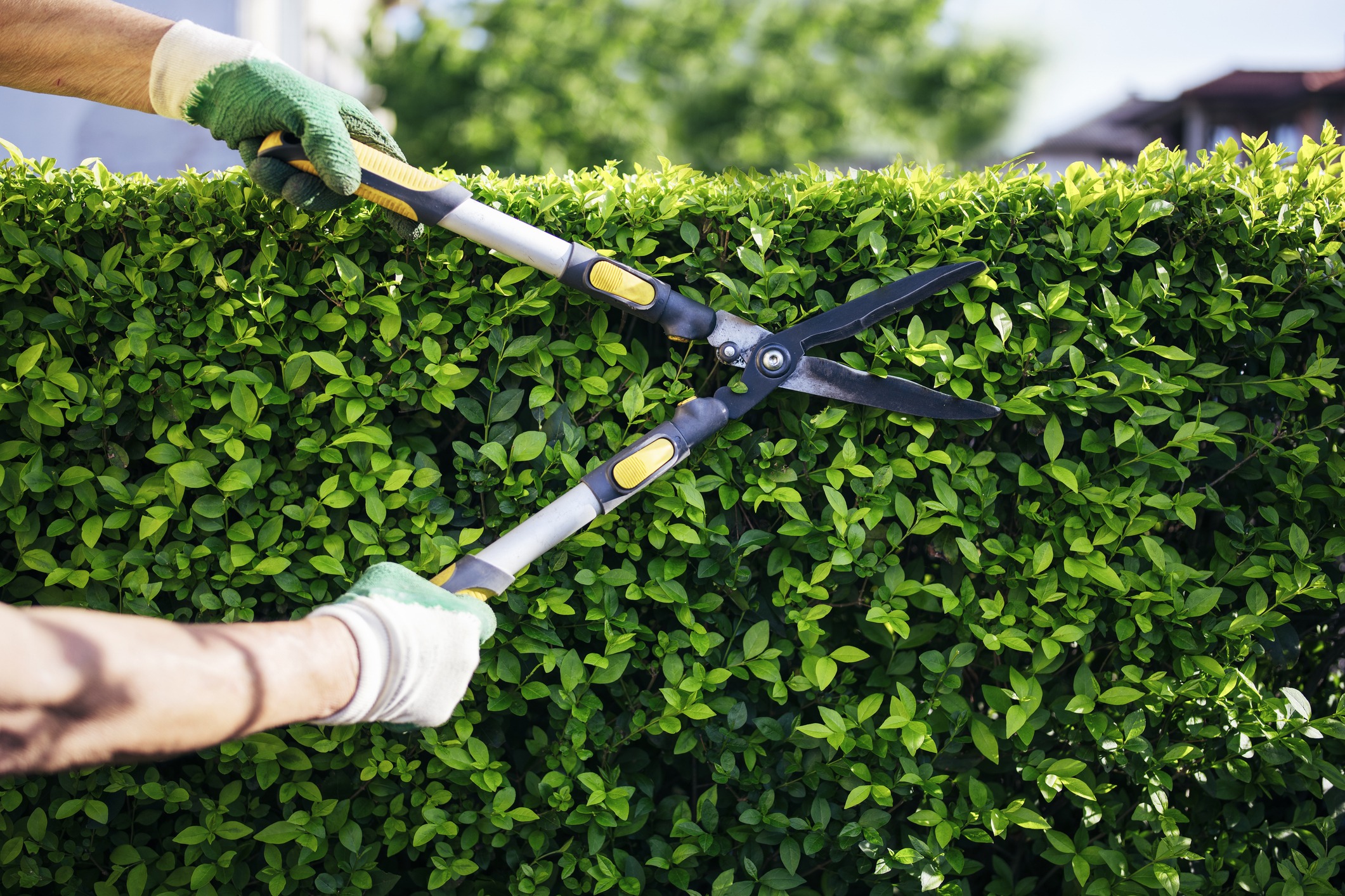 Person trimming hedge with garden shears