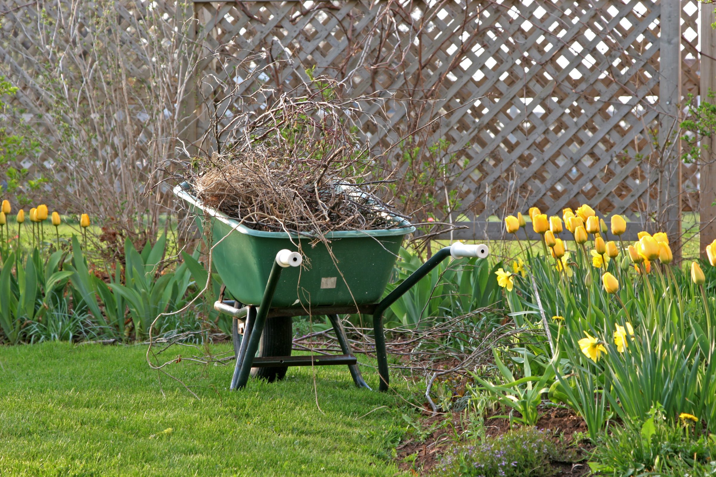 Green wheelbarrow filled with branches in garden