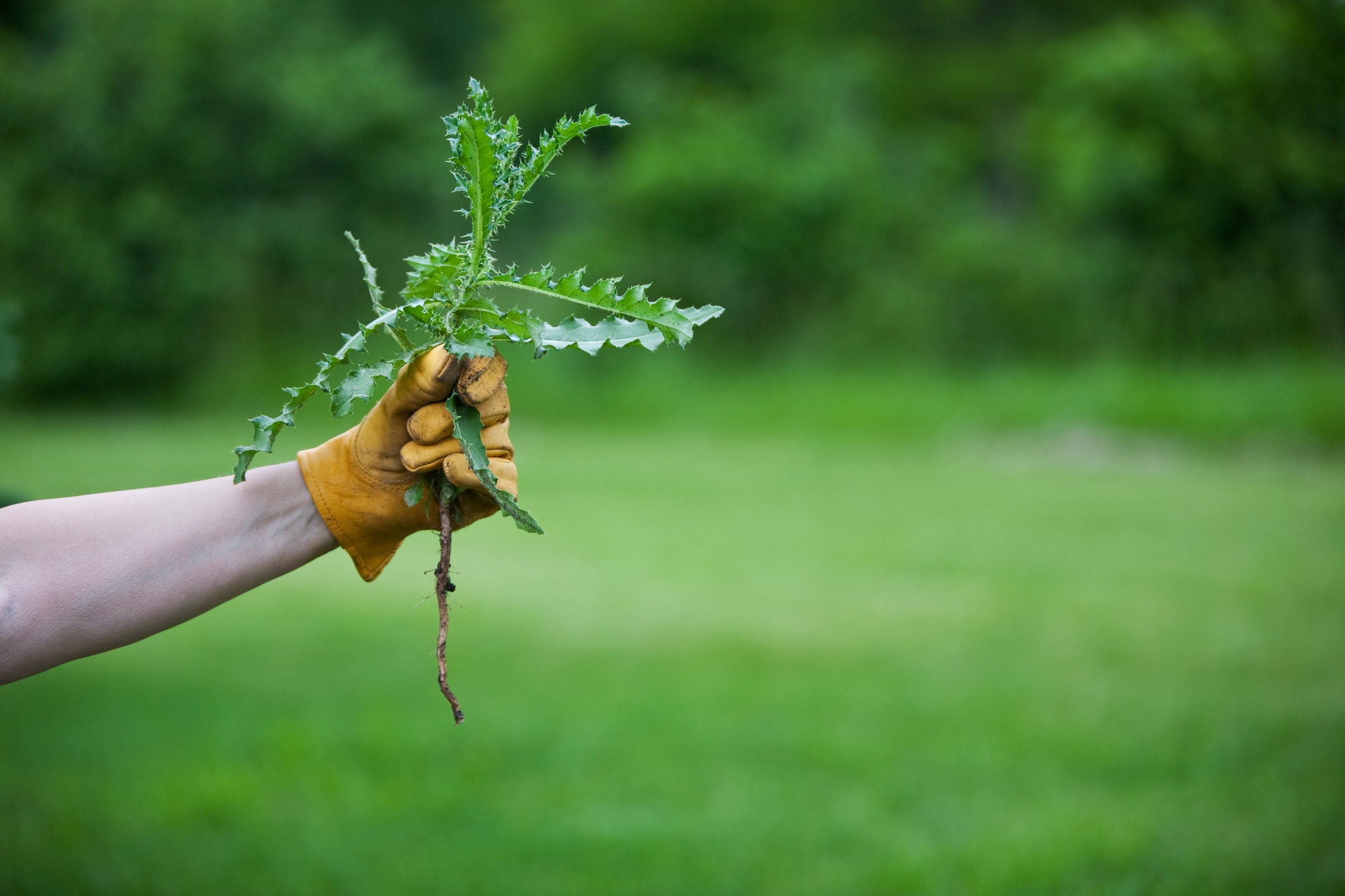 Gloved hand holding uprooted thistle weed