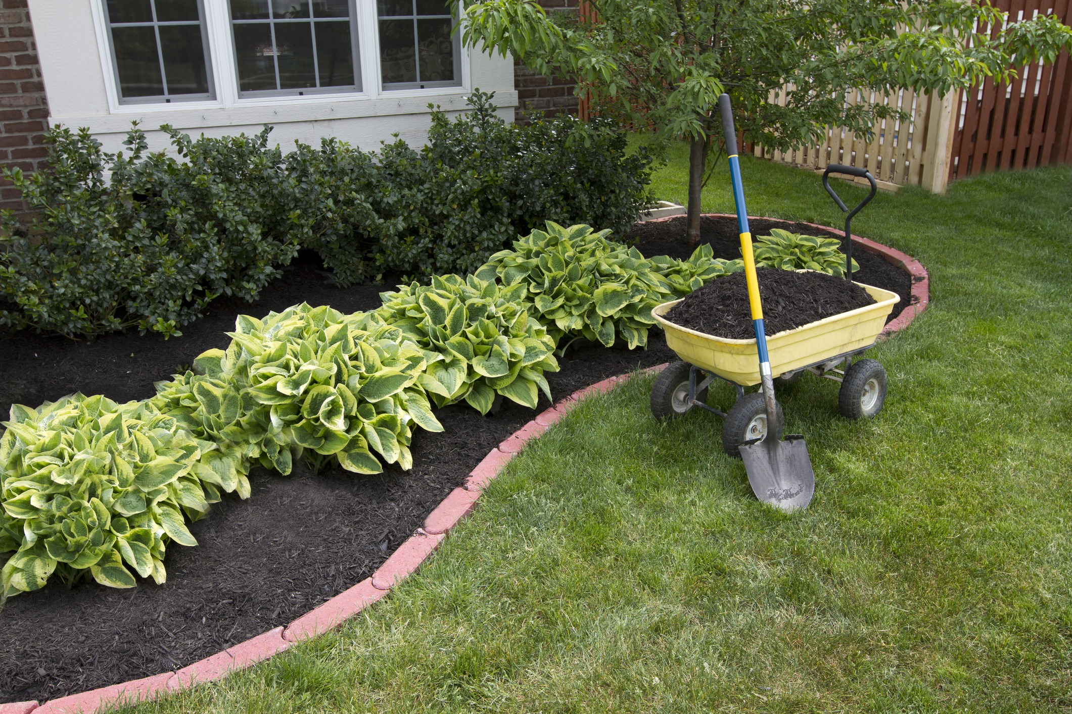 Wheelbarrow and shovel beside freshly mulched garden bed