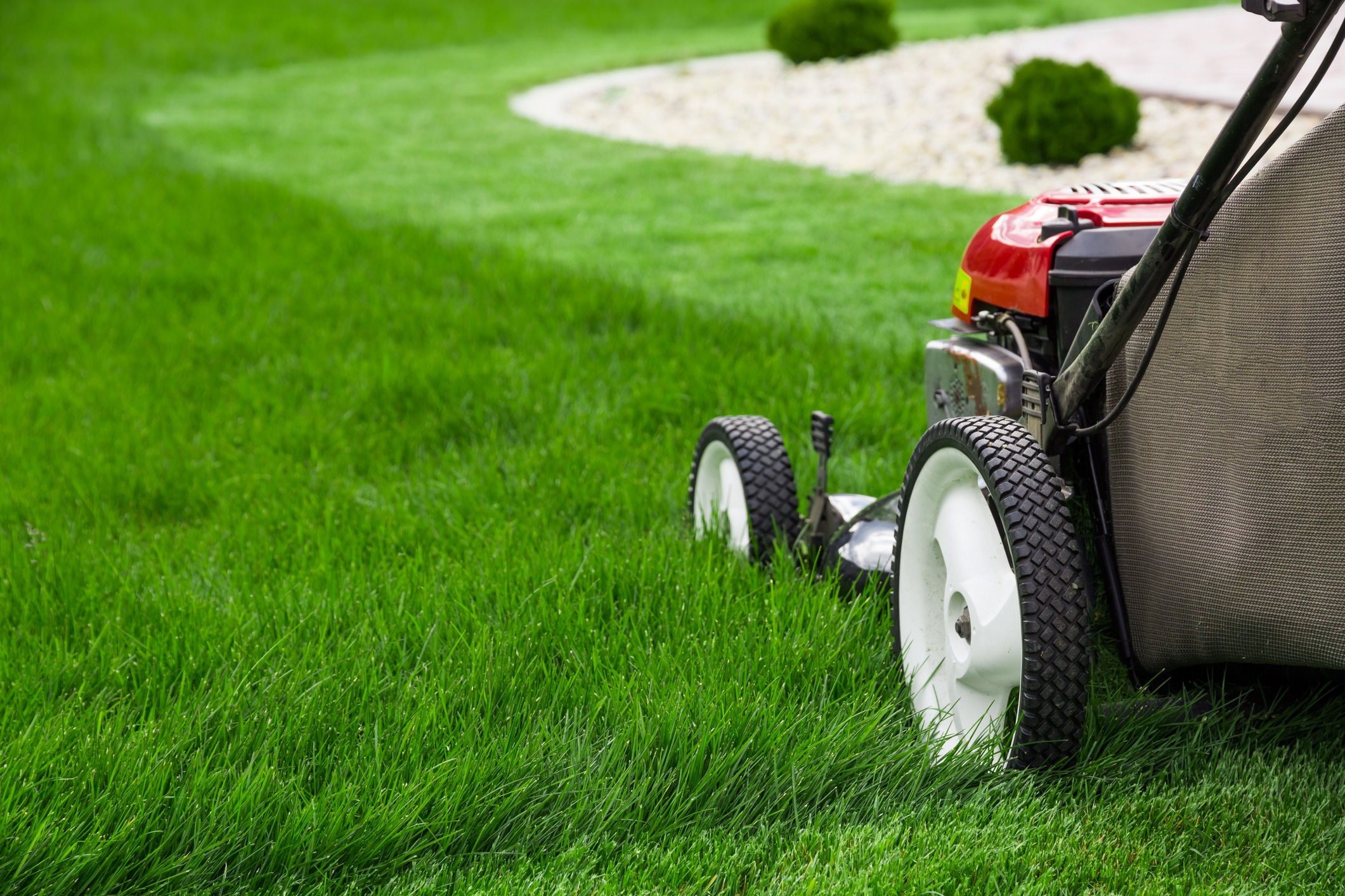 Lawn mower cutting green backyard grass