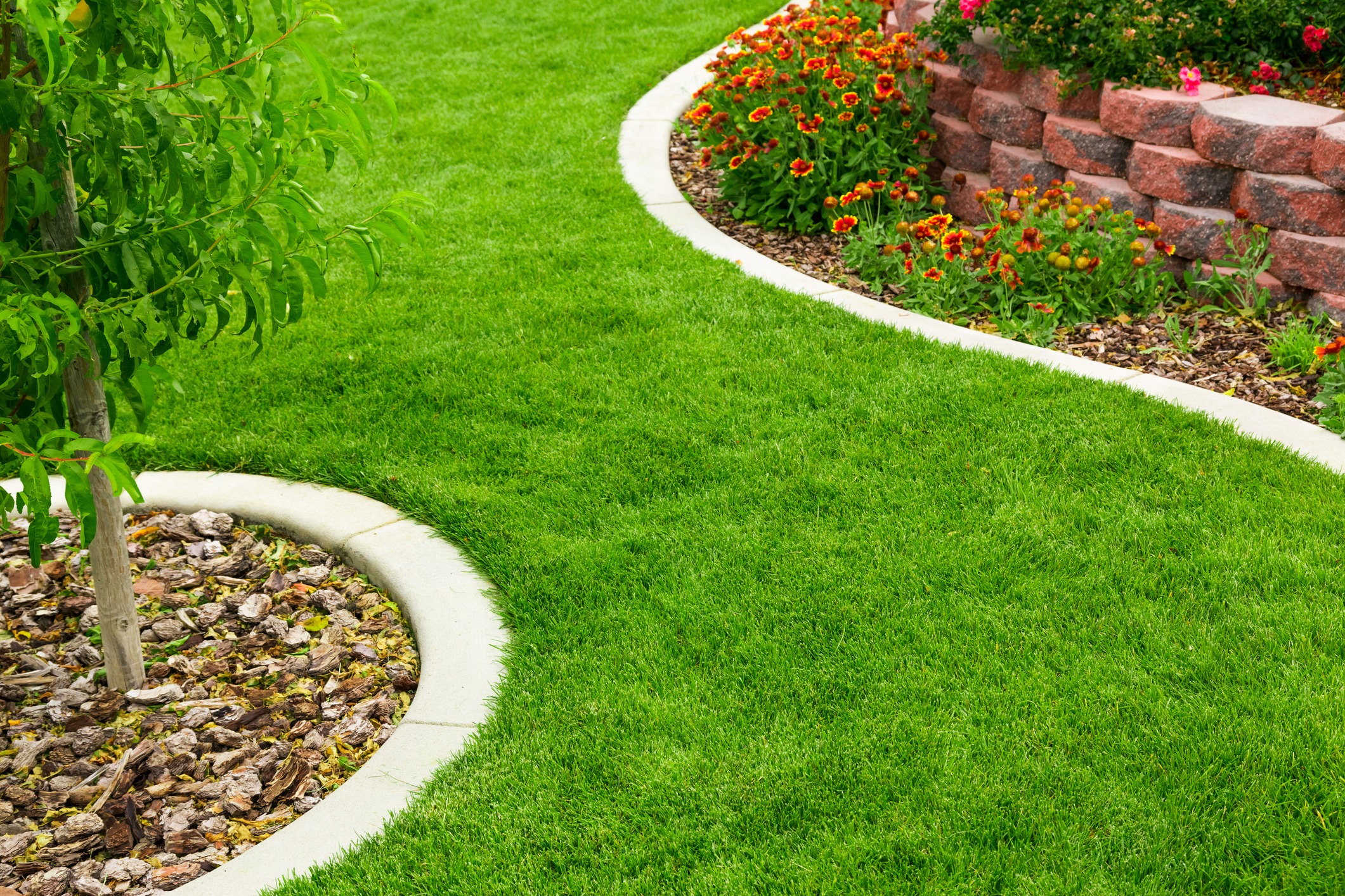 Lush green lawn with curved garden edging