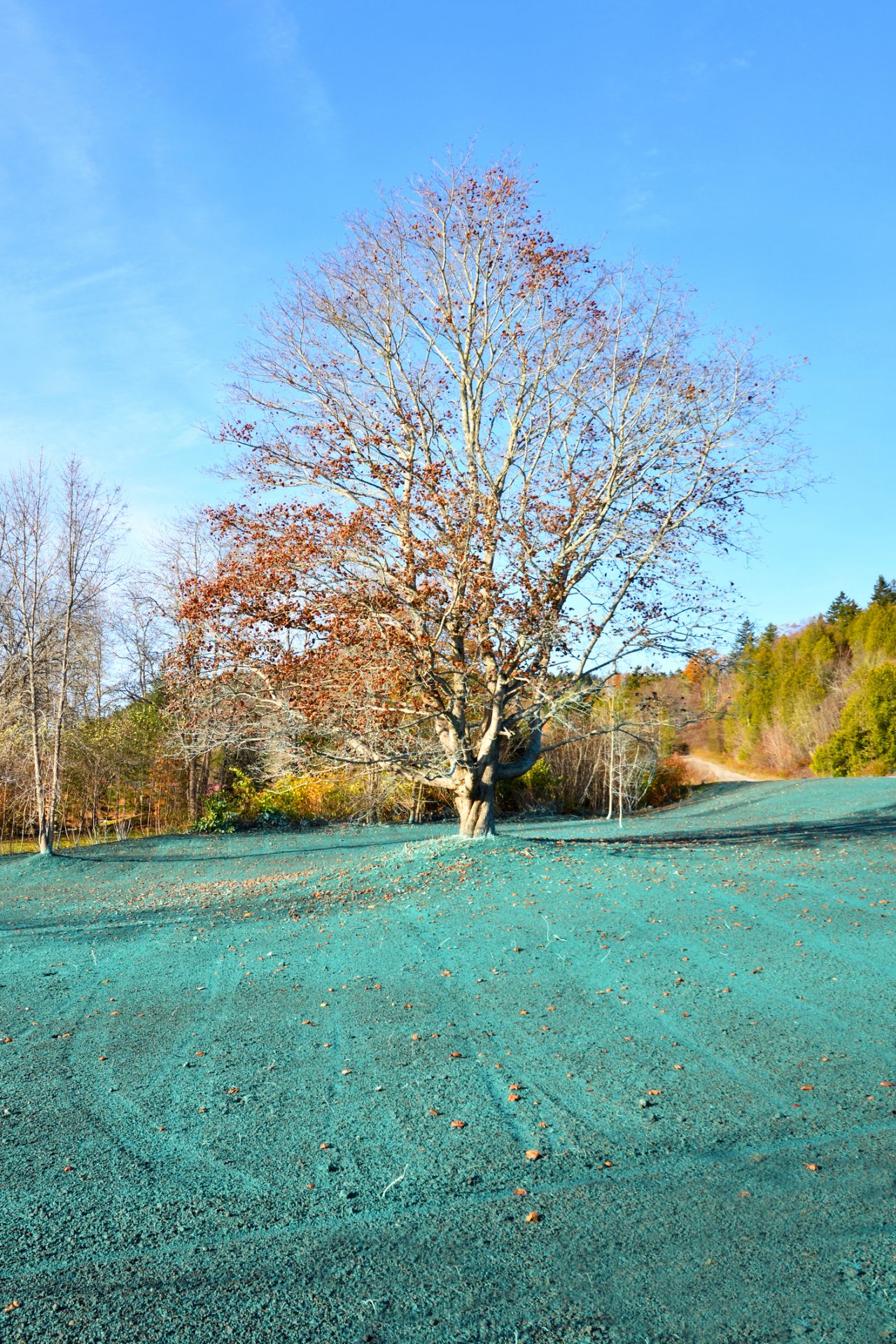 Large autumn tree on grassy hill under blue sky